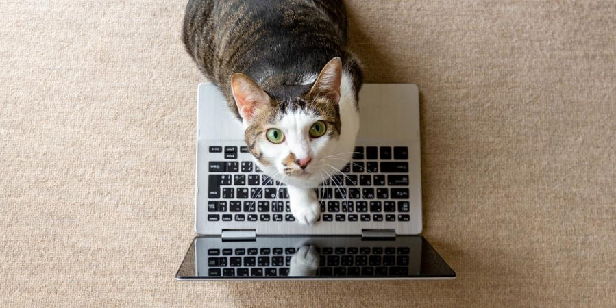 Mon animal me parle et l'IA commence à traduire !