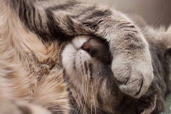 Que faire face à l’intoxication alimentaire chez les animaux ?