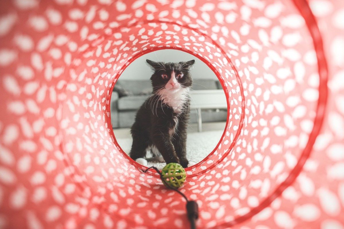 Bien-être animal du chat : et si on leur fabriquait des jouets ?