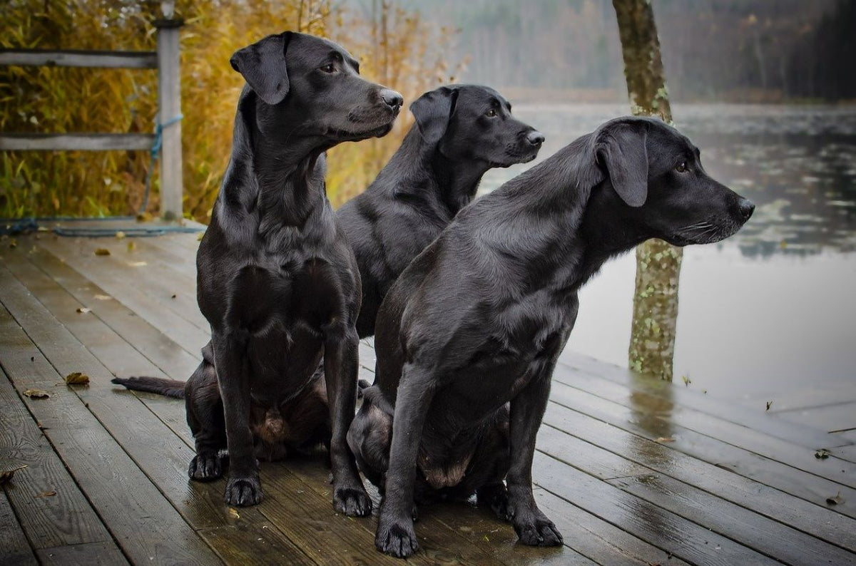Bien-être animal : tout savoir sur le Labrador