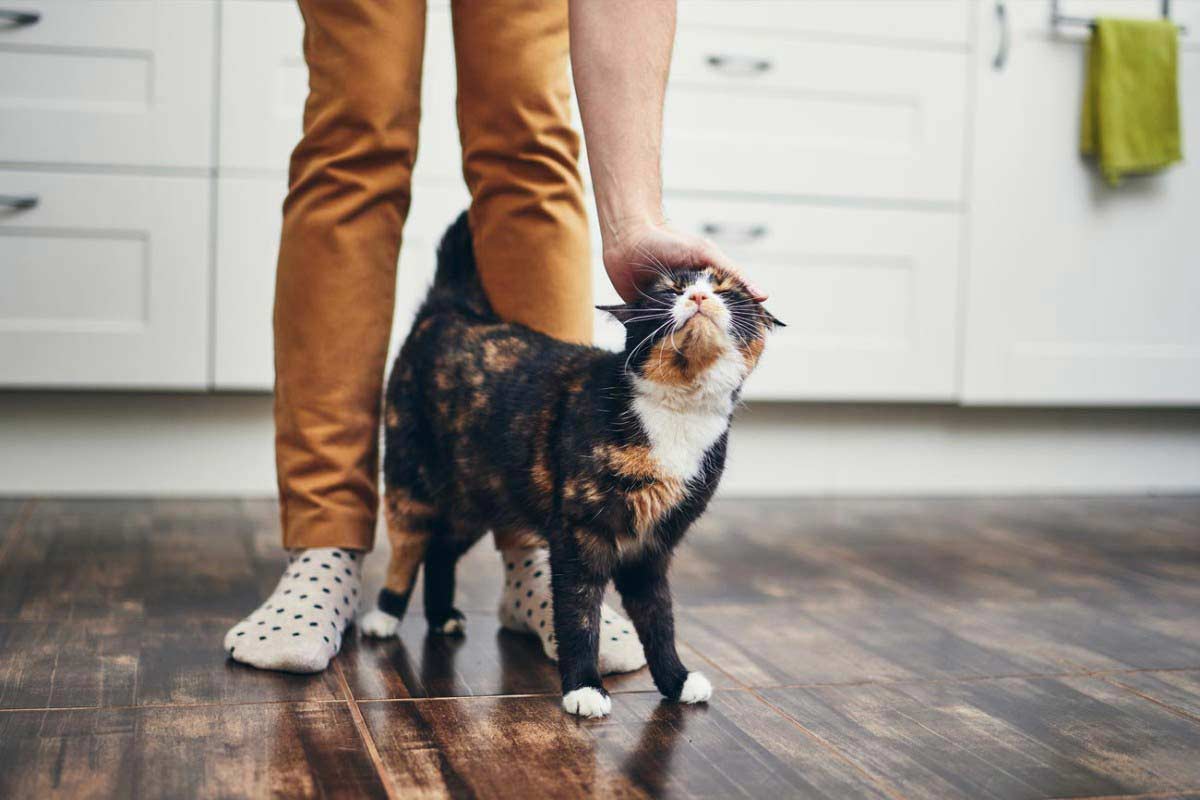 Comment décrypter le langage corporel chez les chats ?