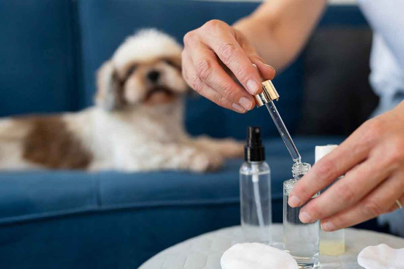 Le CBD peut aider les chiens lors de longs voyages