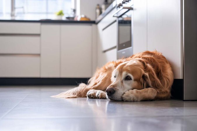 Le CBD peut-il soutenir la santé cardiaque des chiens âgés ?