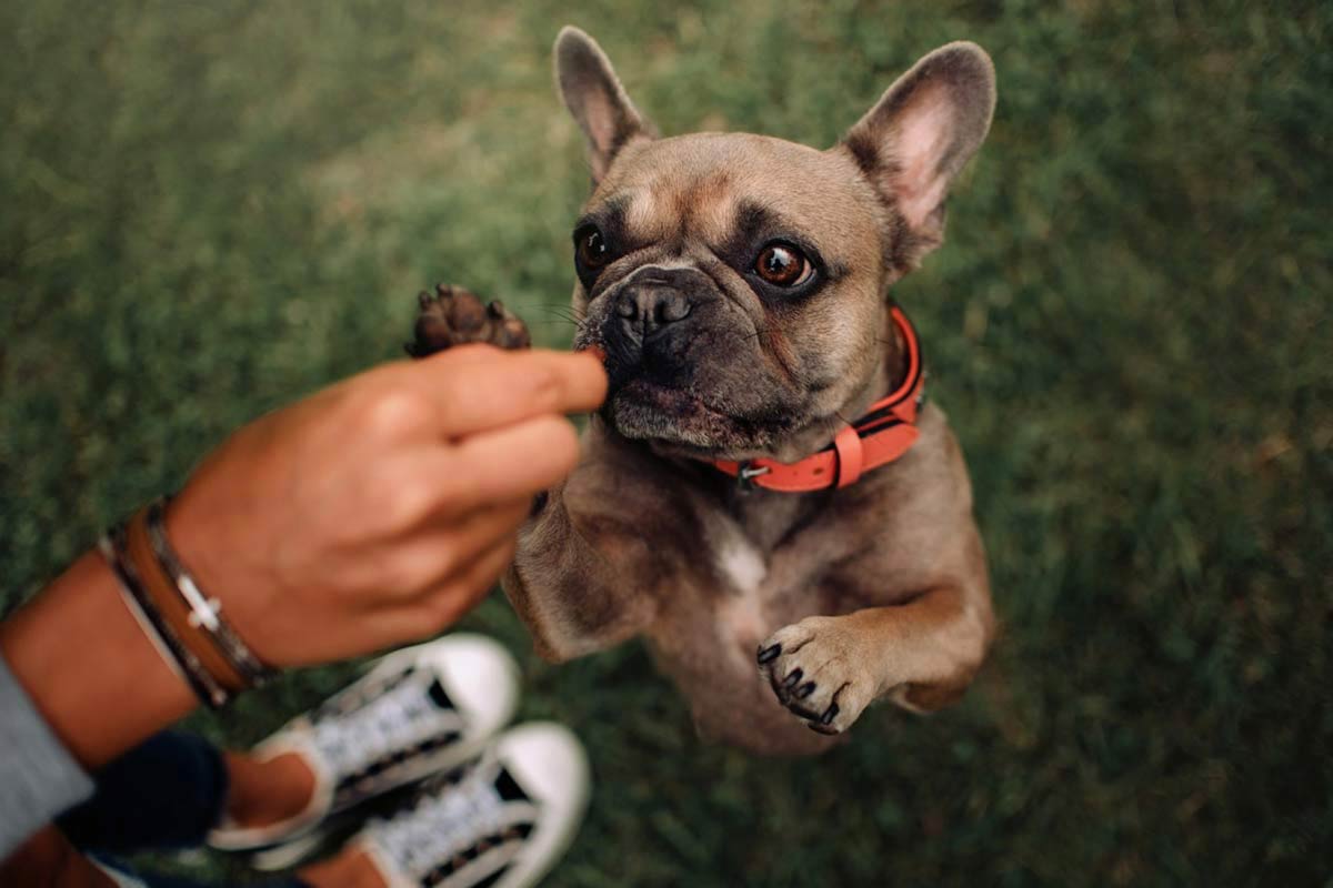 Le CBD est-il efficace contre l’hyperactivité canine ?