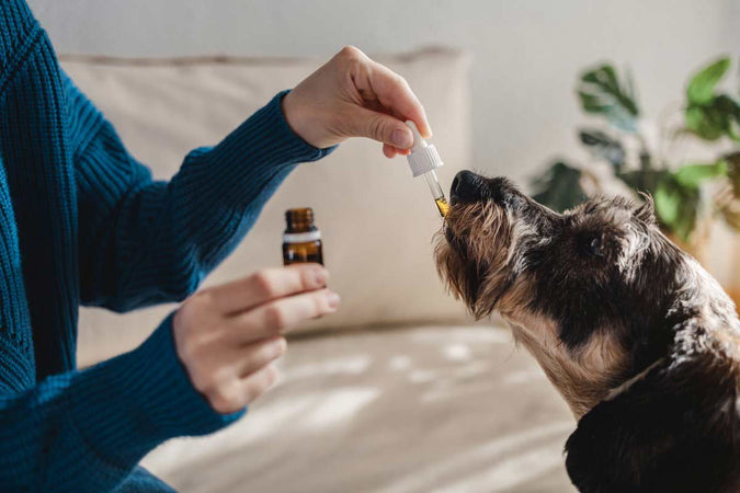 Le CBD peut-il aider mon chien à vivre ses derniers jours plus confortablement ?