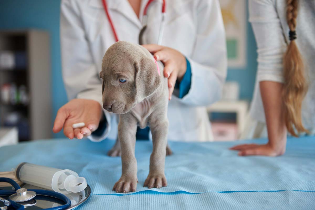 Le CBD peut-il soulager les allergies chez les chiens ?