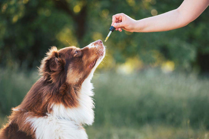 Les vertus thérapeutiques du CBD pour un usage destiné aux chiens – Cours &  Dressage pour chien, comportement canin à Montréal et Québec !