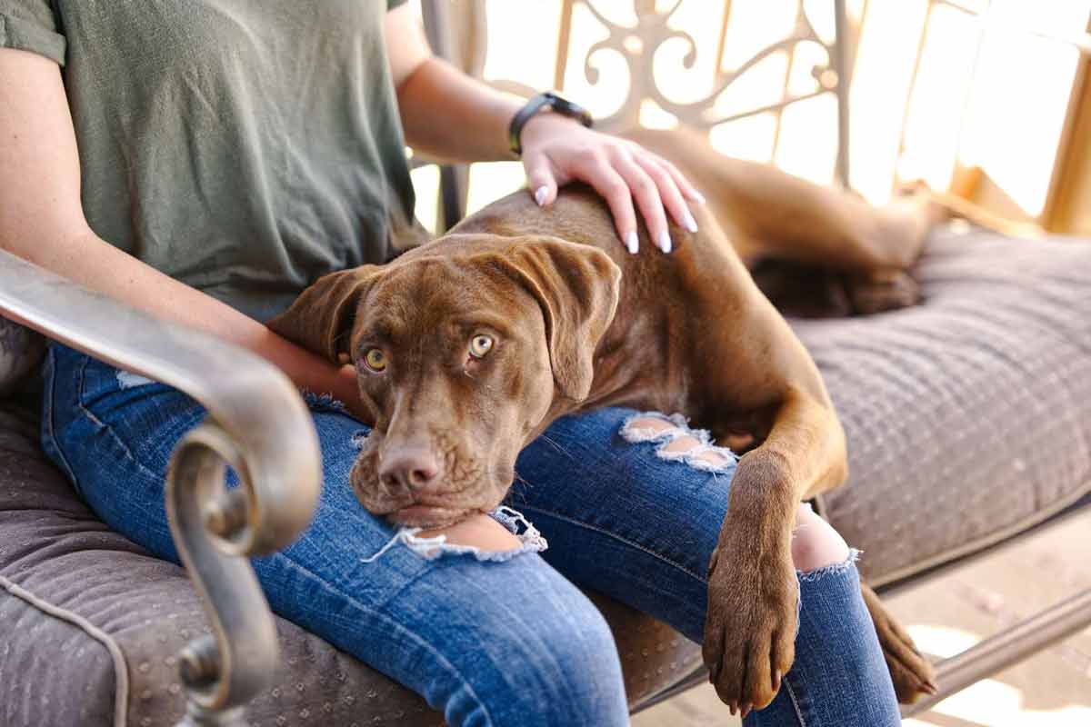 Le CBD peut-il améliorer la qualité de vie des chiens ?