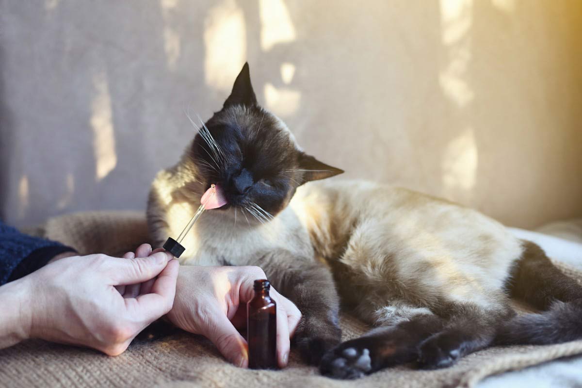 Le pouvoir du CBD contre la Leucemie Virale Feline