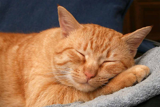 Le sommeil de votre chat : ce qu’il faut savoir