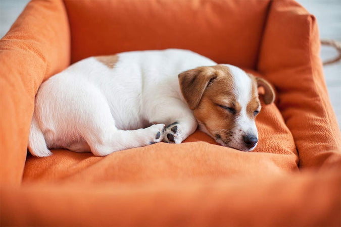 Comment favoriser un sommeil de qualité chez mon chien ?