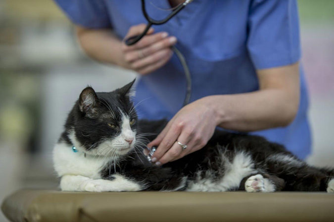 Les conseils pour prévenir les maladies cardiaques chez les chats