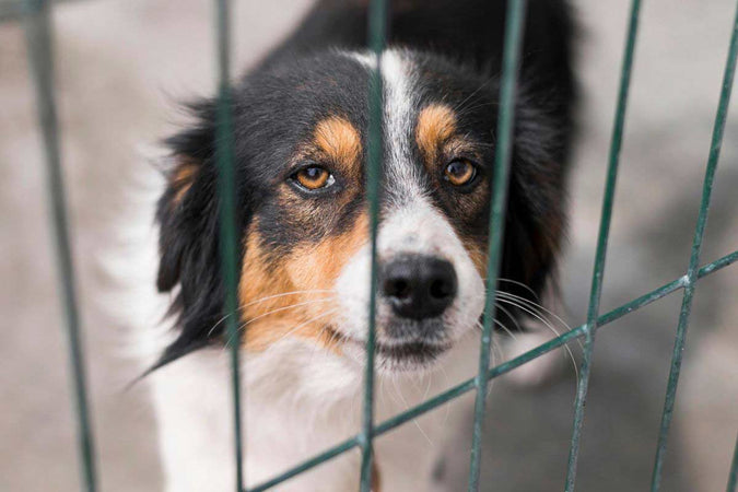 Comment réagir face à la maltraitance animale ?