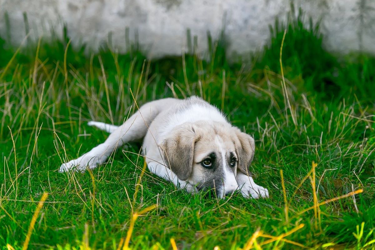 Mobilité et vieillesse canine : le pouvoir des plantes