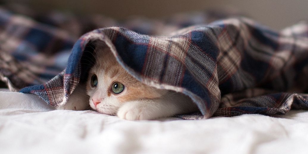 Orage, aspirateur, pétards… mon chat a peur de tout. Que faire ?