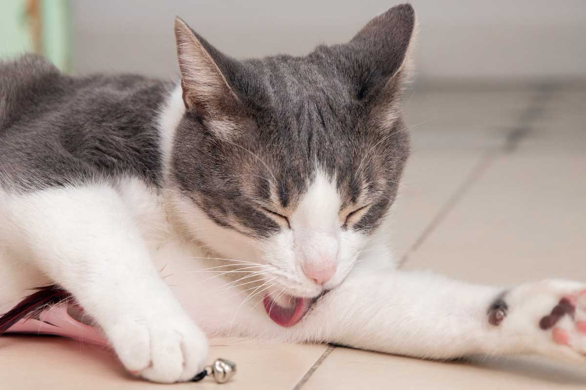 Mon chat bave beaucoup, est-ce normal ?
