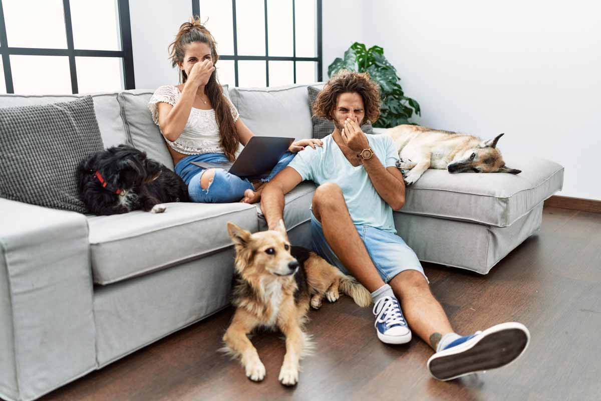 Mon chien pète sans arrêt, que puis-je faire pour l’aider ?