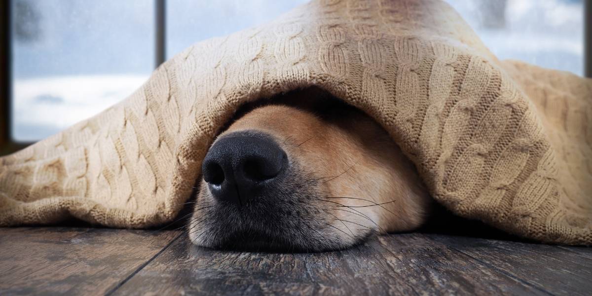 Le museau du chien est un véritable cerveau olfactif