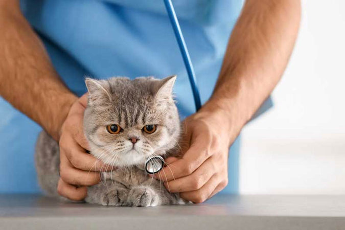 Est-ce nécessaire de prendre une mutuelle pour son chat ?