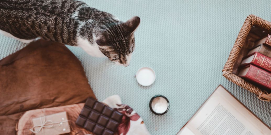 Pourquoi le chocolat est-il un poison pour les chats ?