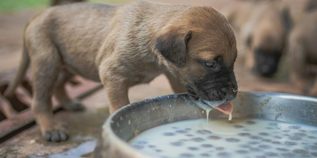 Comment nourrir un chiot de 1 à 12 mois  ?