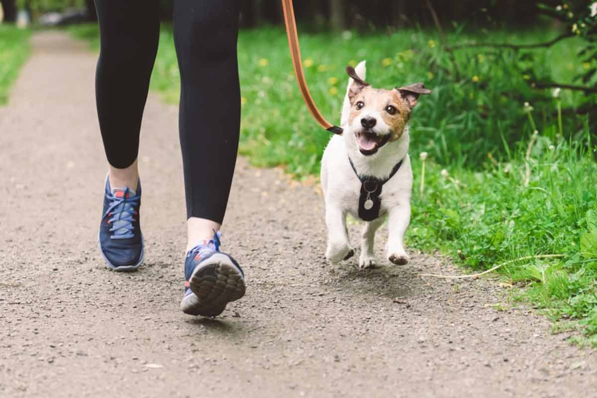(Futur) Propriétaire de chien : ce que vous devez savoir