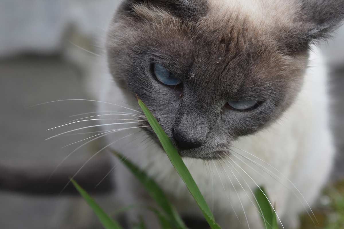 Pourquoi le CBD est recommandé aux chats en convalescence ?