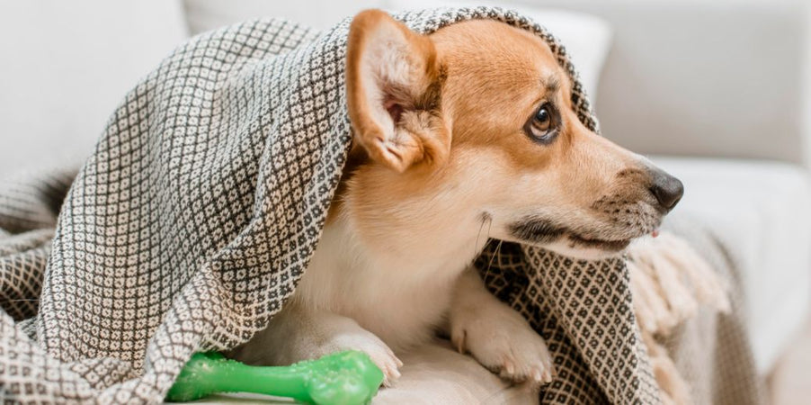 Pourquoi mon chien se met-il à trembler ?