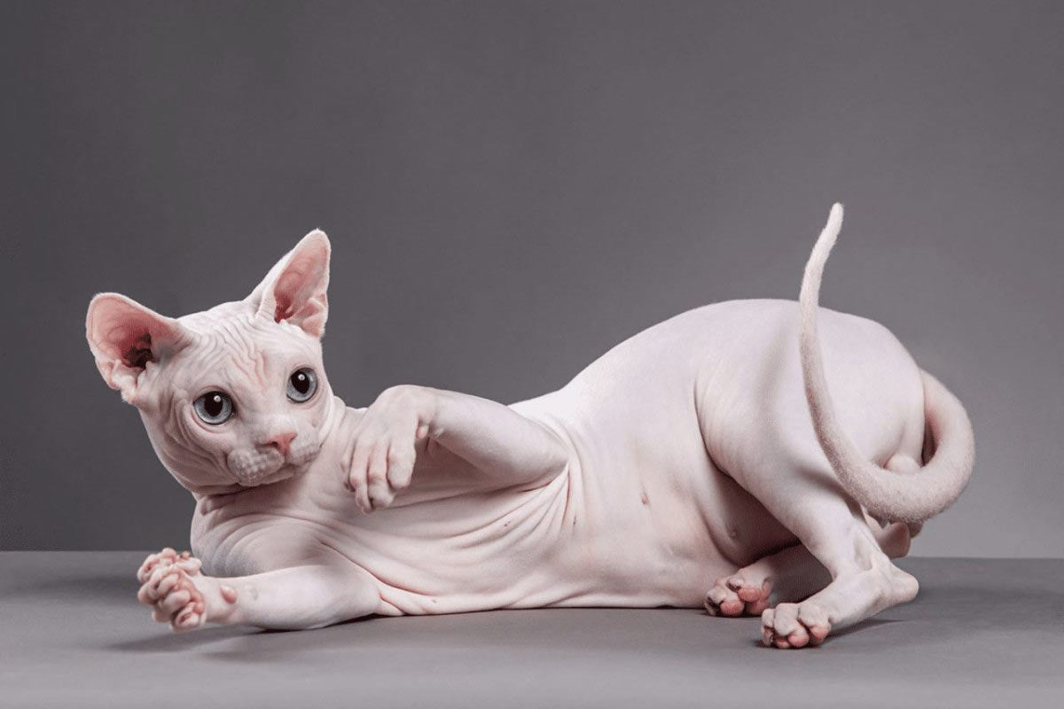 Tout ce qu’il faut savoir sur le bien-être et l’entretien d’un Sphynx