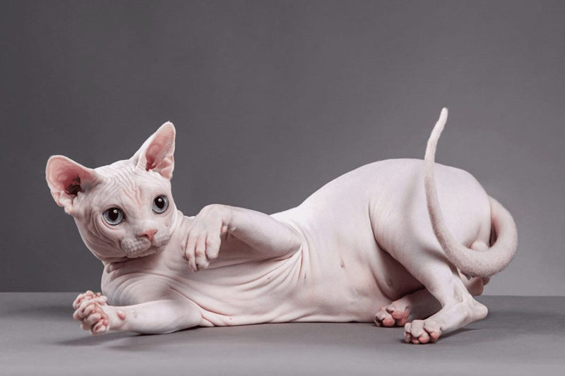 Comment prendre soin de cette race de chat sans poil : Le Sphynx