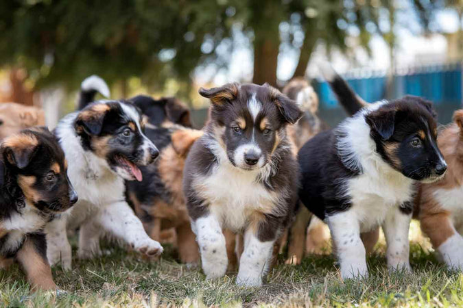 Le prix des chiots par race de chien