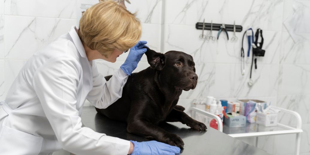 Comment protéger son chien des tiques, puces et parasites ?