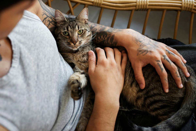 Que devez-vous faire avant d’adopter un chat ?