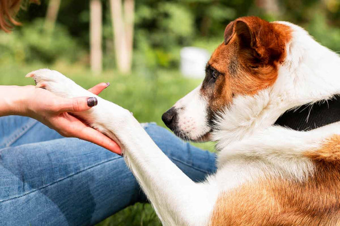 Que faire en cas de vomissement chez le chien ?