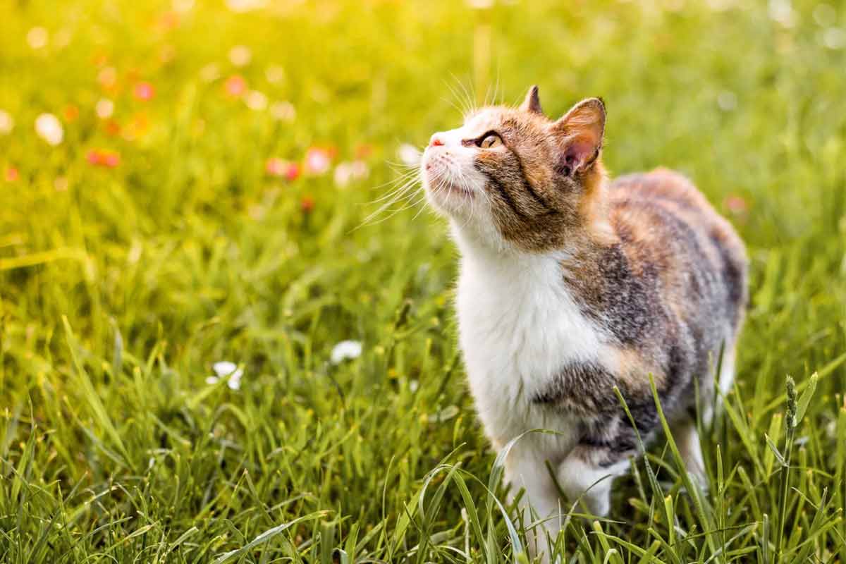 Que faire pour empêcher mon chat de fuguer ?