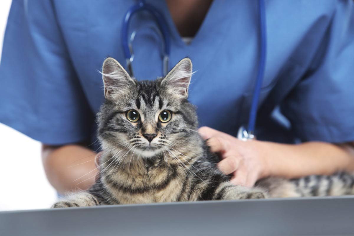 Le CBD peut-il contribuer à améliorer le mieux-être des chats?