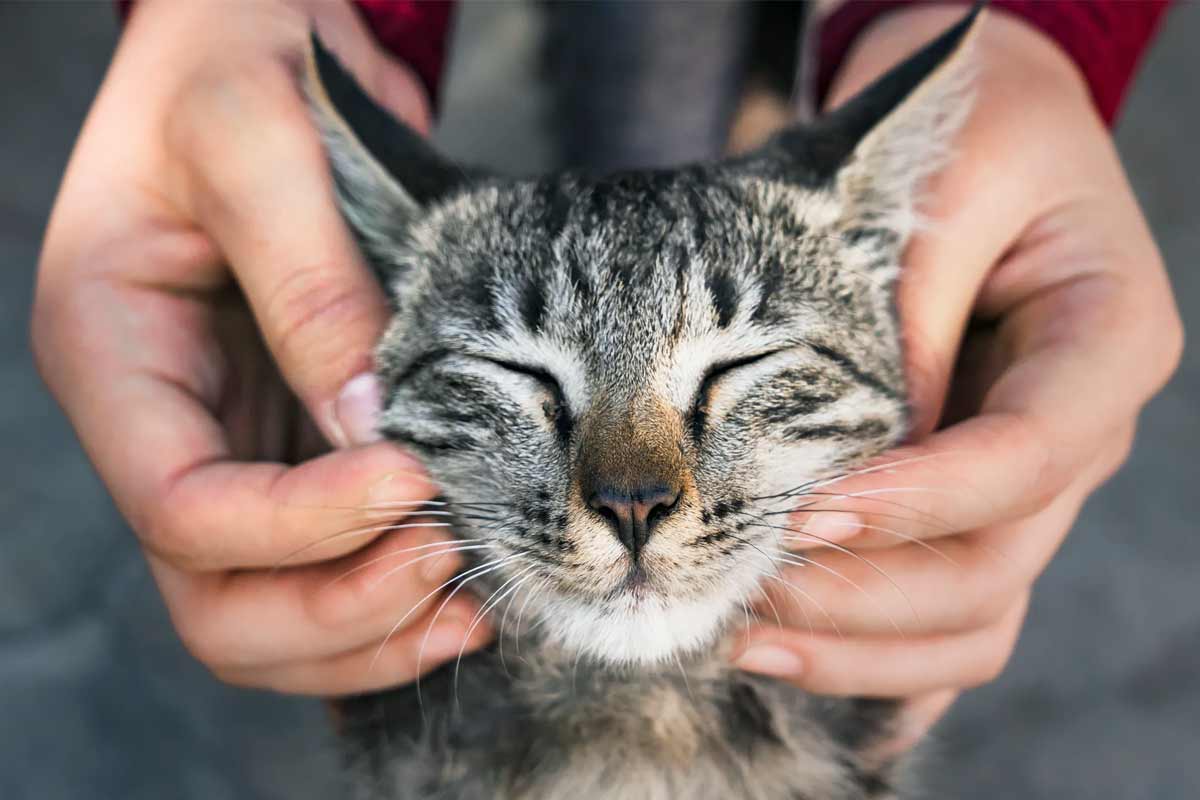 Quelles sont les allergies courantes chez les chats ?