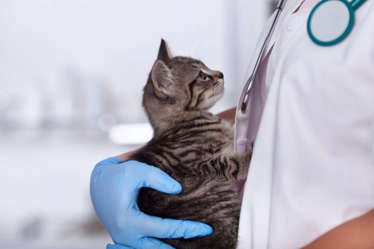 Tout savoir sur les maladies communes chez les chats âgés