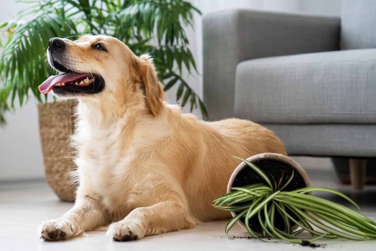 Quelles sont les plantes les plus toxiques pour un chien ?