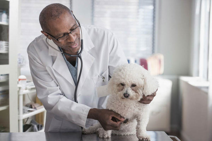 Médecine vétérinaire : les bienfaits du CBD pour les chiens et chats