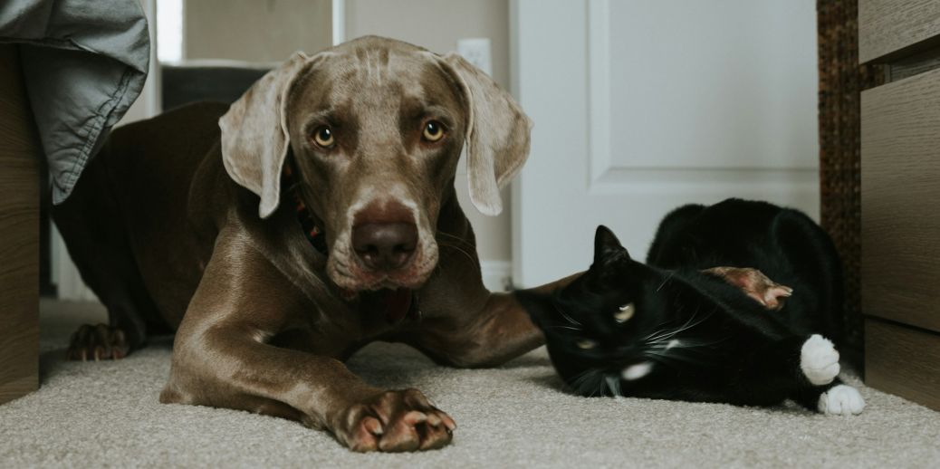 Quels sont les bruits qui font peur aux animaux de compagnie ?