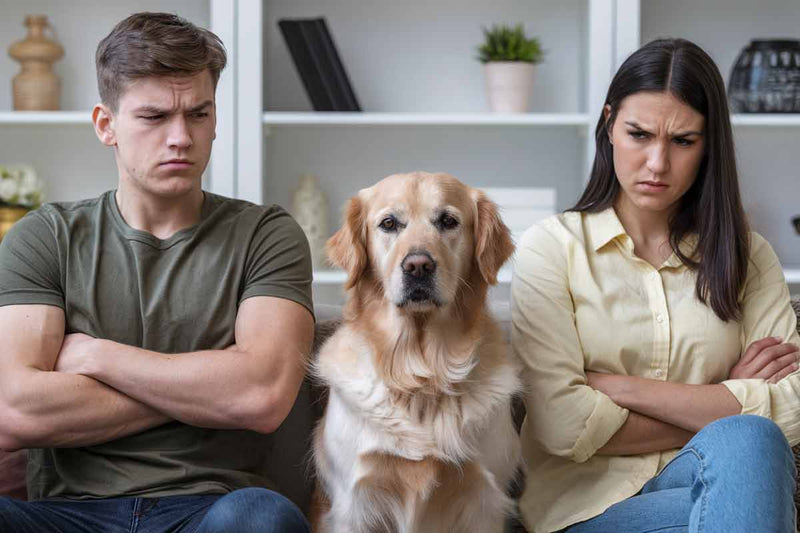 La garde des animaux pour un couple divorcé