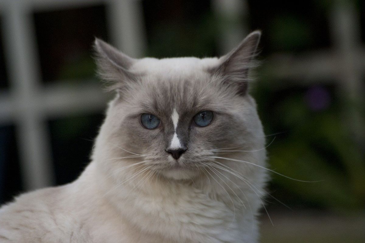 Vive les câlins avec le Ragdoll
