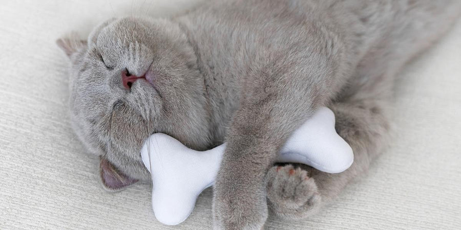 Mon chat dort-il trop ou a-t-il un long sommeil réparateur ?