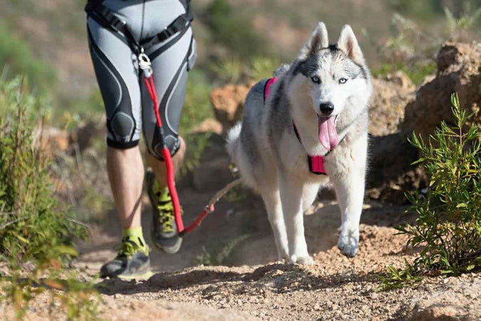 Comment débuter le canicross avec son chien ?