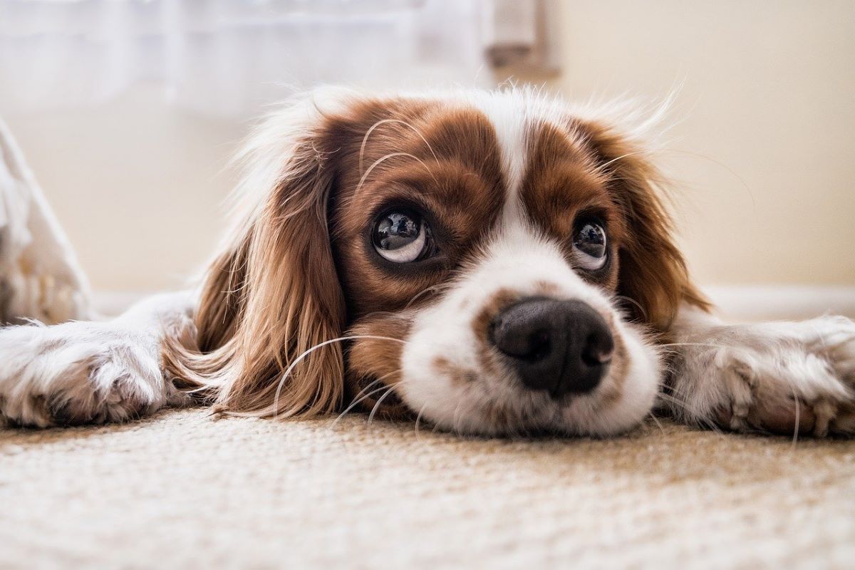 Stress du chien : l’identifier, le prendre en main