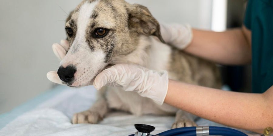 Qu’est-ce que le syndrome de dysfonctionnement cognitif chez le chien ?