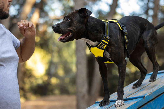 Thérapies comportementales : quand faire appel à un spécialiste ?