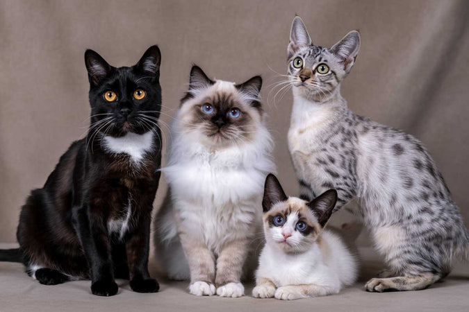 Quelles races de chats ont la plus longue espérance de vie ?