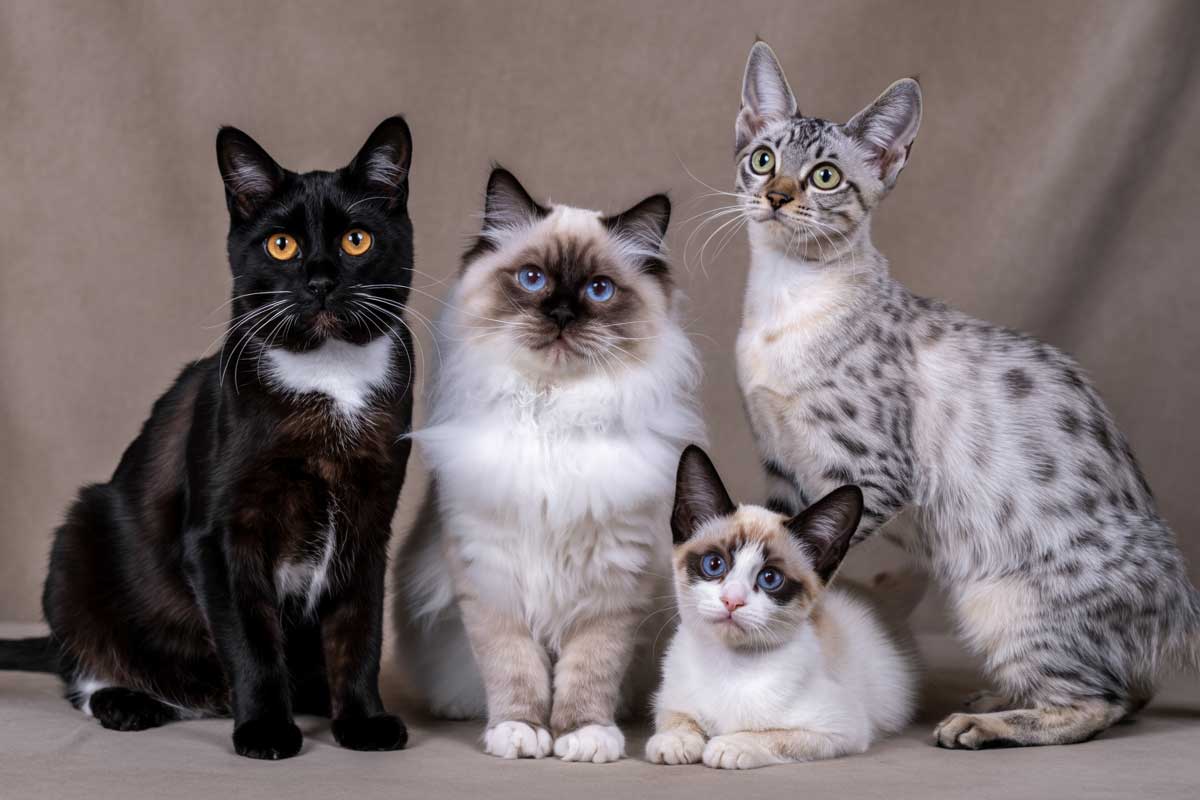Quelles races de chats ont la plus longue espérance de vie ?